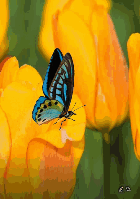 a blue and black butterfly is perched on a yellow flower with the letters gd below it