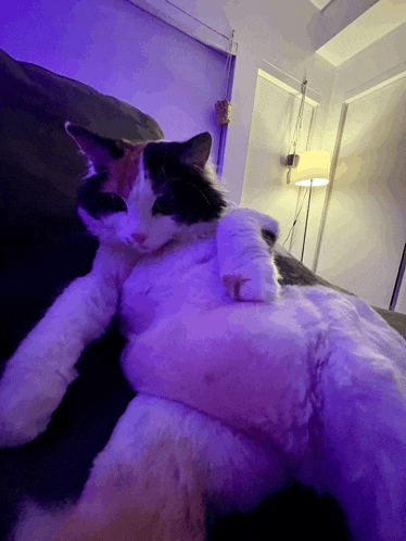 a calico cat laying on a couch with a purple light behind it
