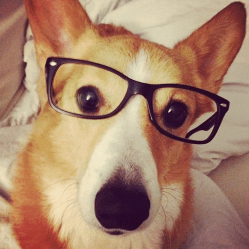 a close up of a dog wearing glasses on its face