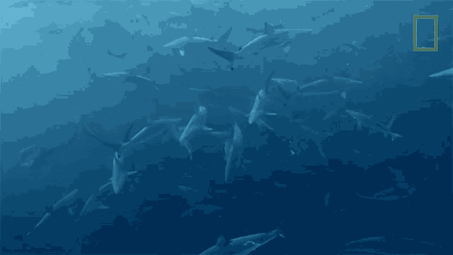 Shark Infested Waters 50shades Of Shark GIF - Shark Infested Waters 50shades Of Shark Watch Out For Sharks GIFs