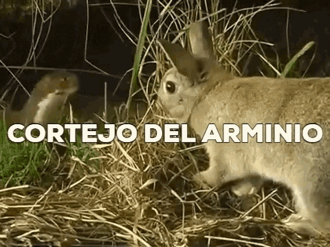 Arminio Come Back GIF - Arminio Come Back Cortejo Del Arminio GIFs