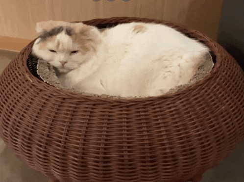 a cat is laying in a wicker basket with a cushion