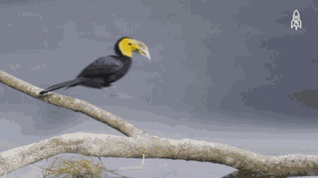 a bird with a yellow beak is perched on a branch