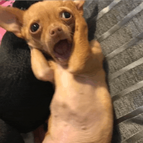 a small brown dog with its mouth open is laying on a bed .