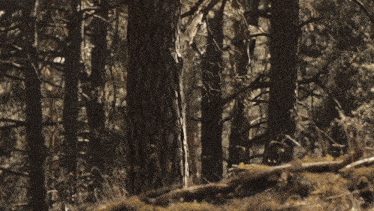 a man peeking out from behind a tree with the year 2024 on the bottom