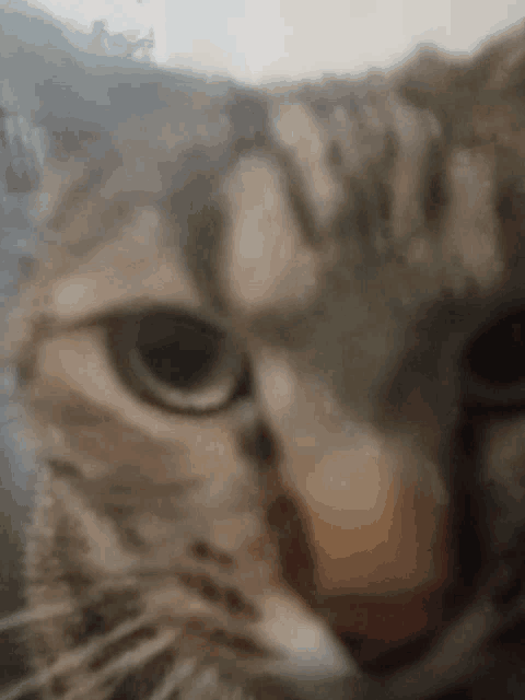 a close up of a cat 's face with its eyes closed