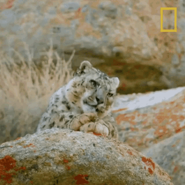 Lick Paws Wild Cats Of India GIF - Lick Paws Wild Cats Of India Big Cat Kingdom GIFs