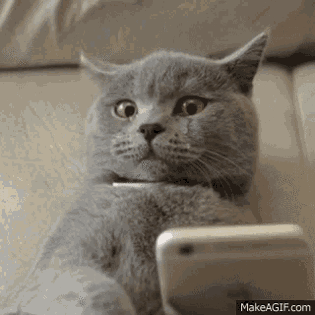 British Cat Crying Cat Phone GIF - British Cat Crying Cat Phone GIFs