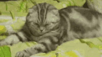a cat is laying on a bed with a green and yellow blanket .