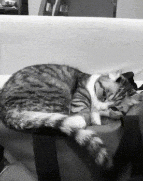 Sad Komaru GIF - Sad Komaru Komaru Cat GIFs