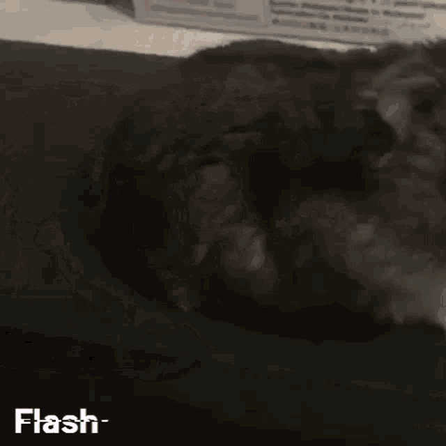 Hamster Cute Hamster GIF - Hamster Cute Hamster Flash GIFs