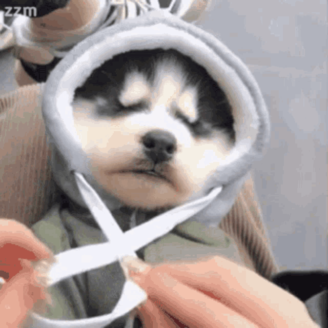 a husky puppy wearing a hooded hat is being tied up by a person .