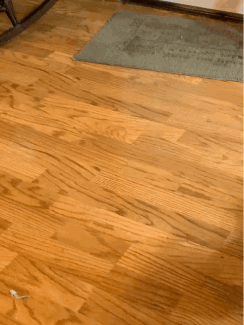 Dog Pet GIF