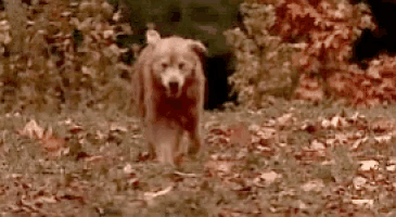 a brown dog is walking through a field of leaves and grass .