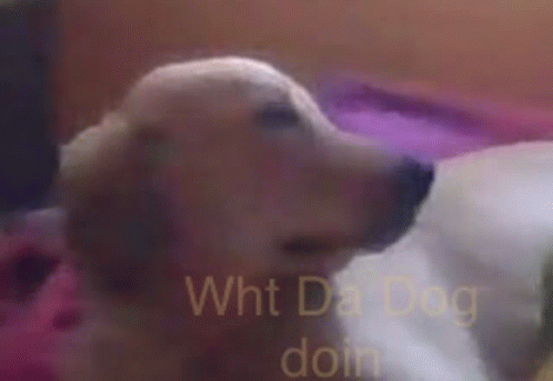 Coco Wht Da Dog Doin GIF - Coco Wht Da Dog Doin GIFs