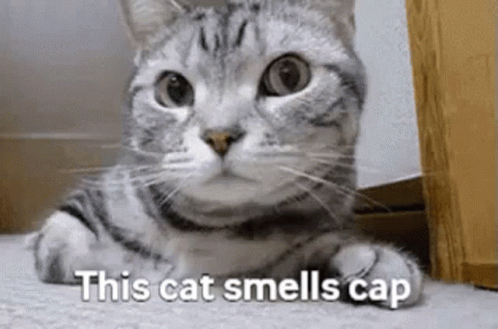 This Cat Smells Cap Cap GIF - This Cat Smells Cap Cap GIFs