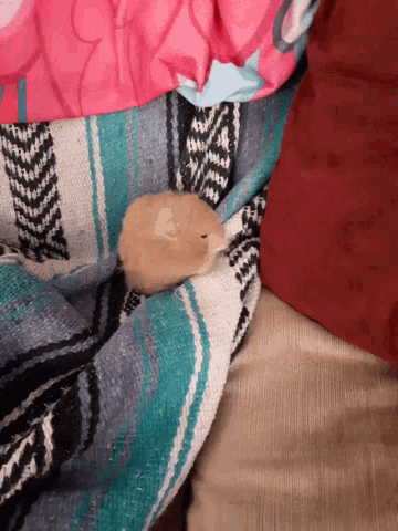 a small hamster is laying on a blanket on a bed
