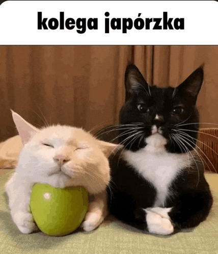 a black and white cat holding a green apple next to another cat