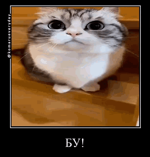 a gray and white cat is sitting on a wooden floor and looking at the camera with a caption in russian .