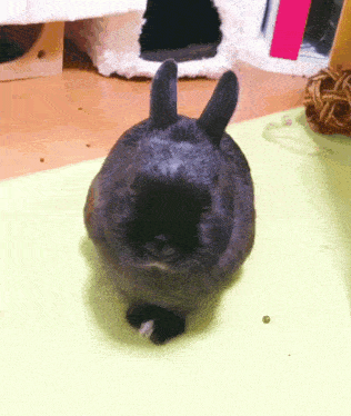 a black rabbit is standing on its hind legs and looking at the camera