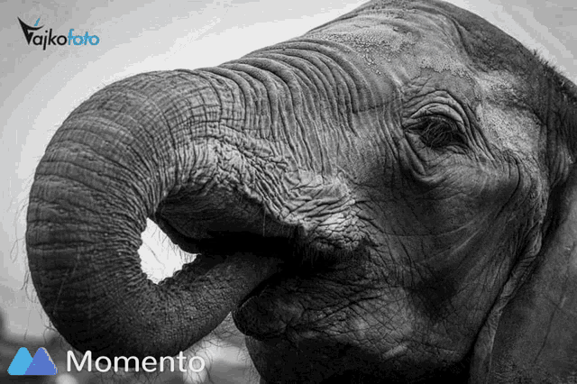 a black and white photo of an elephant with the words momento on the bottom right