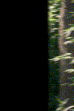 a blurred image of a person standing in a field of grass