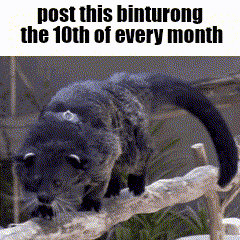 a picture of a cat on a branch with the caption post this binturong the 10th of every month .