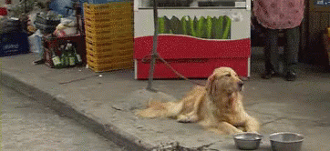 When Life Surprises You GIF - Dog Goldenretriever Omg GIFs