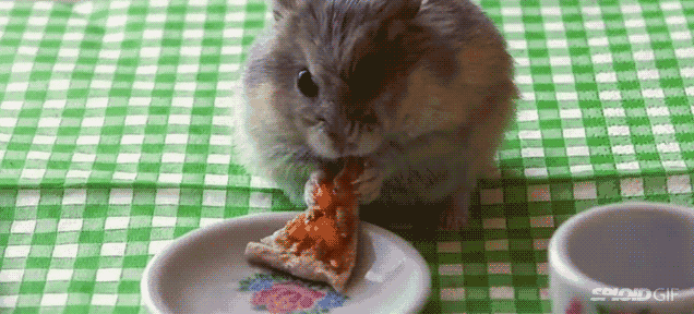 a hamster is eating a slice of pizza on a plate on a checkered table cloth .