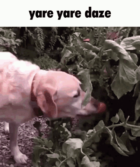 Yare Yare Daze Tomato Dog GIF - Yare Yare Daze Yare Yare Tomato Dog GIFs