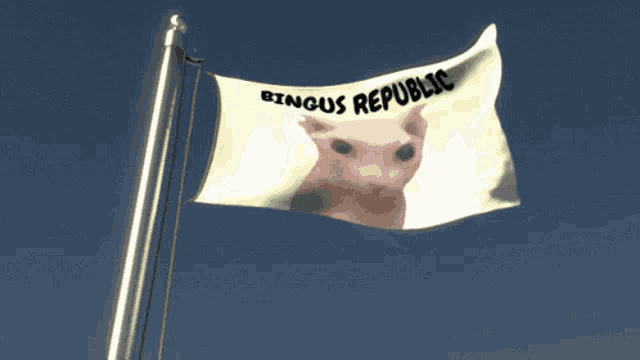 a flag with a picture of a cat and the words bingus republic on it