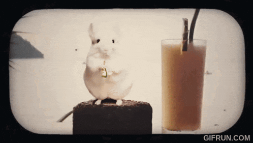 a gif from gifrun.com shows a chinchilla standing next to a glass of milkshake