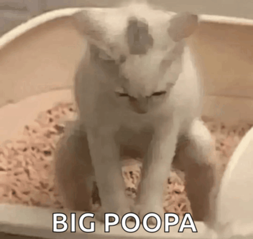 Cat Pooping GIF - Cat Pooping GIFs
