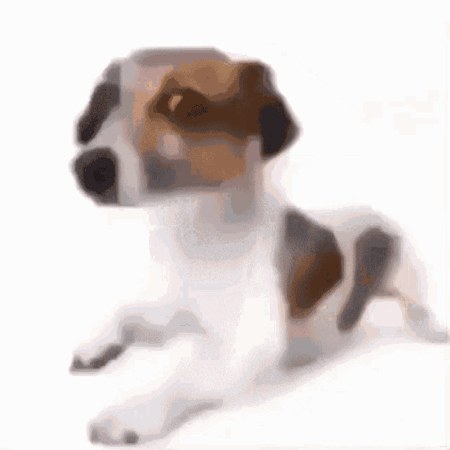 a brown and white dog is standing on a white surface and looking at the camera .