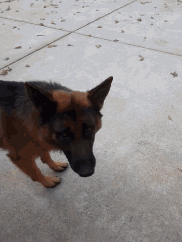 a german shepherd dog laying on a concrete surface
