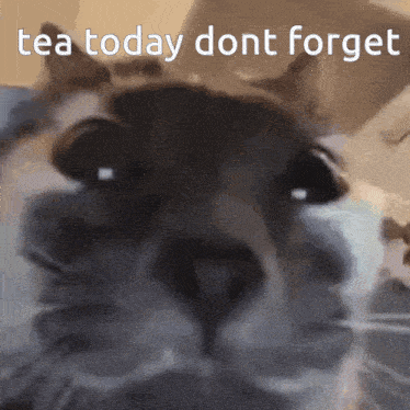 Tea Today Dont Forget Hai GIF - Tea Today Dont Forget Tea Hai GIFs