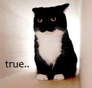 True Cat GIF - True Cat Gyatt GIFs
