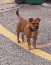 a small brown dog is standing on a yellow line on the side of the road .