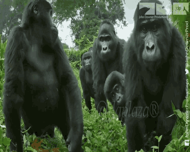 Gestos Gorilla GIF - Gestos Gorilla Look GIFs