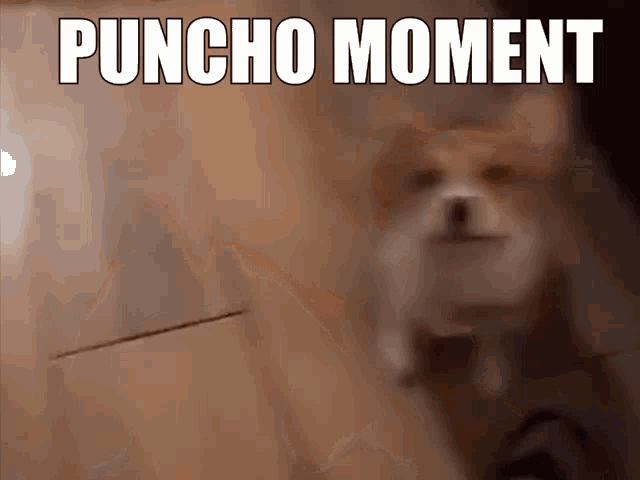 Puncho Puncho Moment GIF - Puncho Puncho Moment GIFs