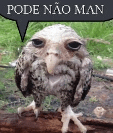 a small owl with a big beak is standing on a log .