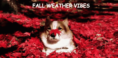 Fall Weather Vibes GIF - Fall Weather Fall Autumn GIFs