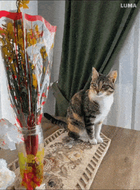 a cat sits on a table next to a vase of flowers with luma written on the bottom