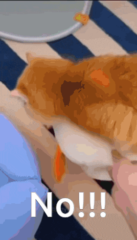 a cat laying on a person 's lap with the word no written on the bottom right