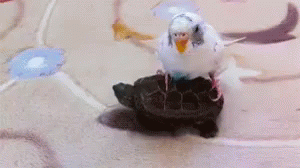 The Tortoise And The Bird GIF - Bird Hitching A Ride Turtle GIFs