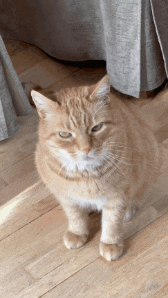 an orange and white cat standing on a wood floor