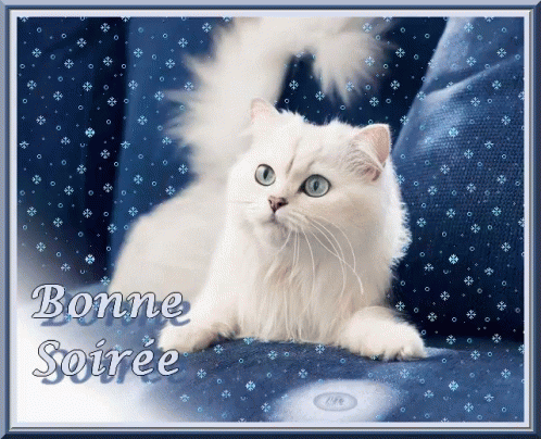 Cat Bonne Soiree GIF - Cat Bonne Soiree GIFs
