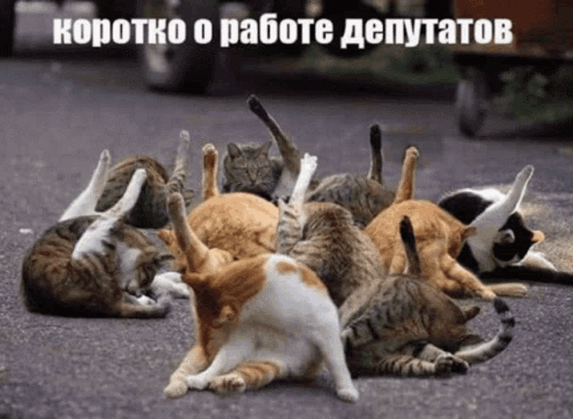 a bunch of cats are laying on the ground with a caption that says " коротко о работе депутатов "