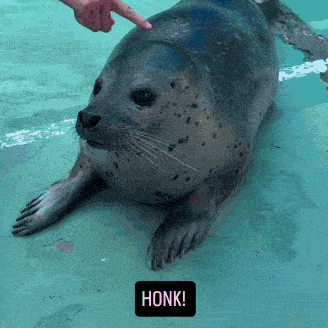 a seal is being petted by a person and says honk on the bottom
