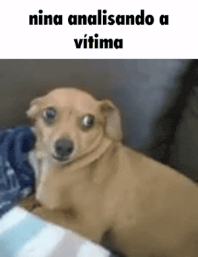 a small brown dog is laying on a bed with the words nina analizando a vitima above it .